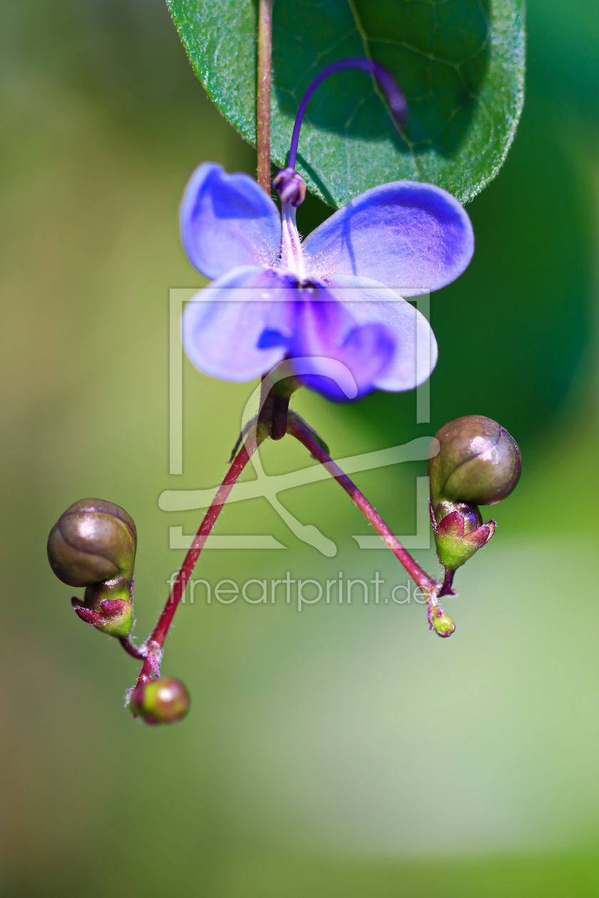 Bild-Nr.: 11545108 Clerodendron erstellt von falconer59