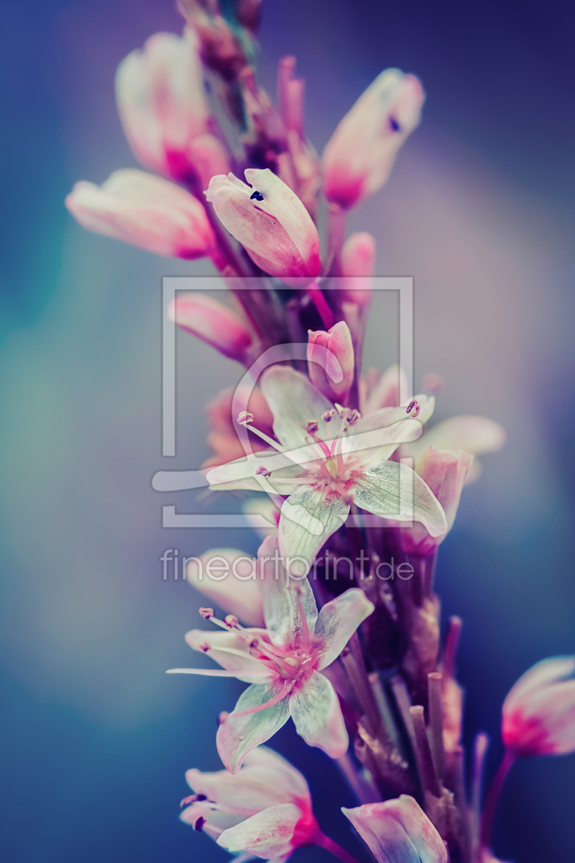 Bild-Nr.: 11545470 zarte Blüten erstellt von CliffWFotografie