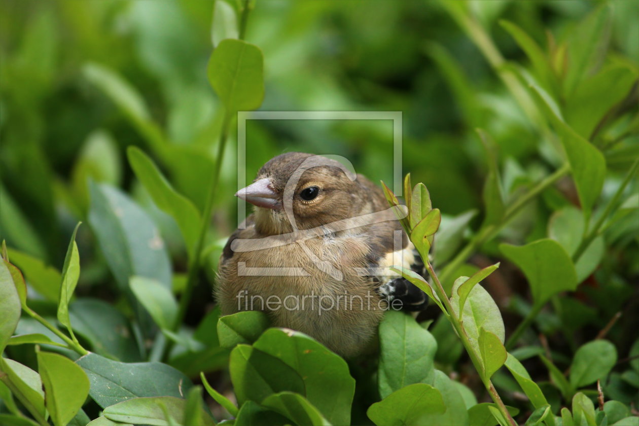 Bild-Nr.: 11545510 Vogelbaby in der Hecke erstellt von Heike  Hultsch