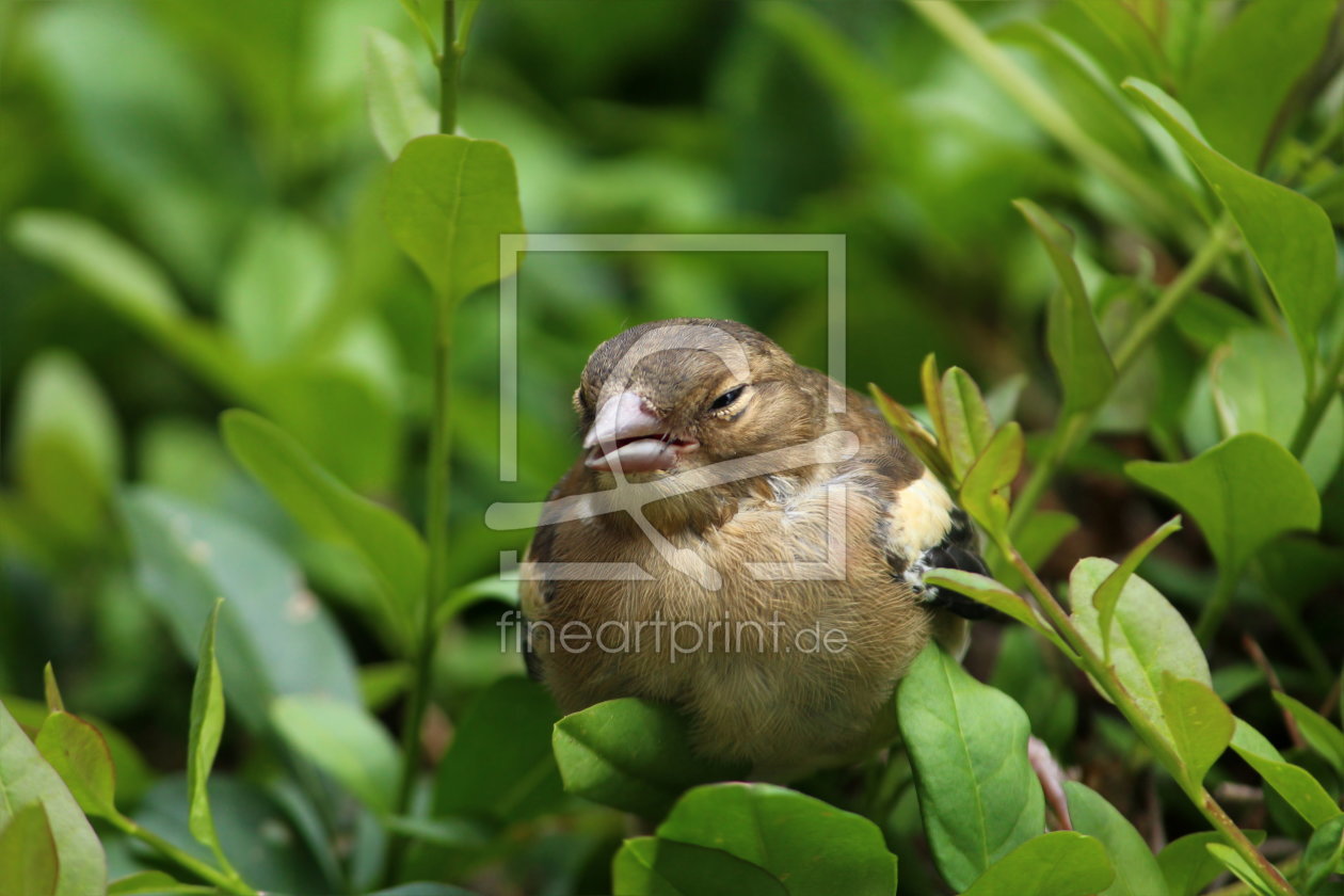 Bild-Nr.: 11545514 Babyvogel erstellt von Heike Hultsch