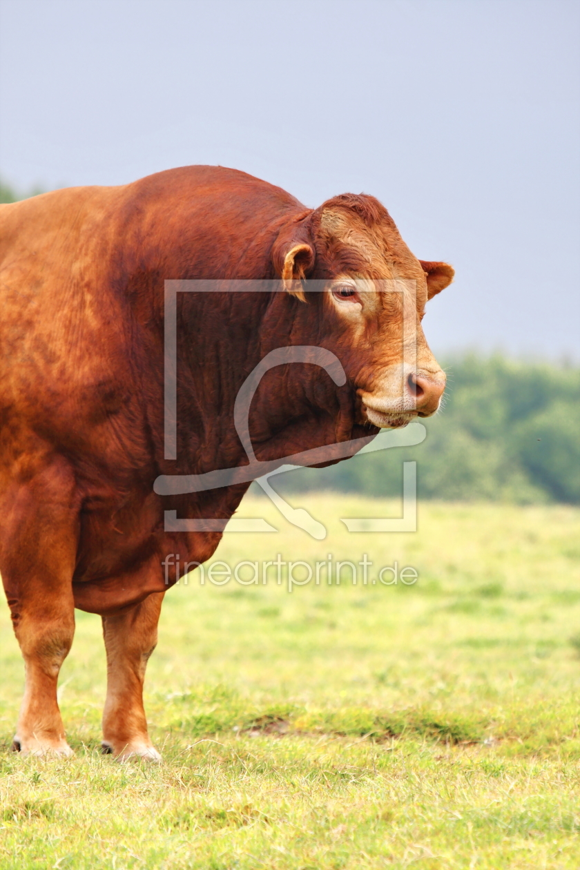 Bild-Nr.: 11545596 Ochse erstellt von fotoping