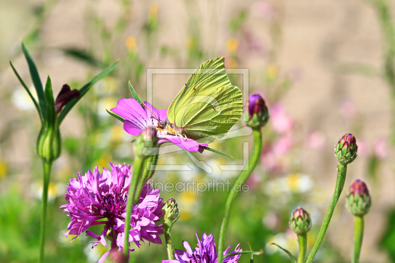 Bild-Nr.: 11545834 Blumen und Falter erstellt von falconer59