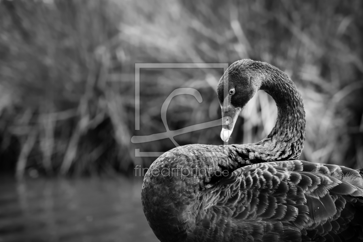 Bild-Nr.: 11545952 black swan erstellt von Richard-Young