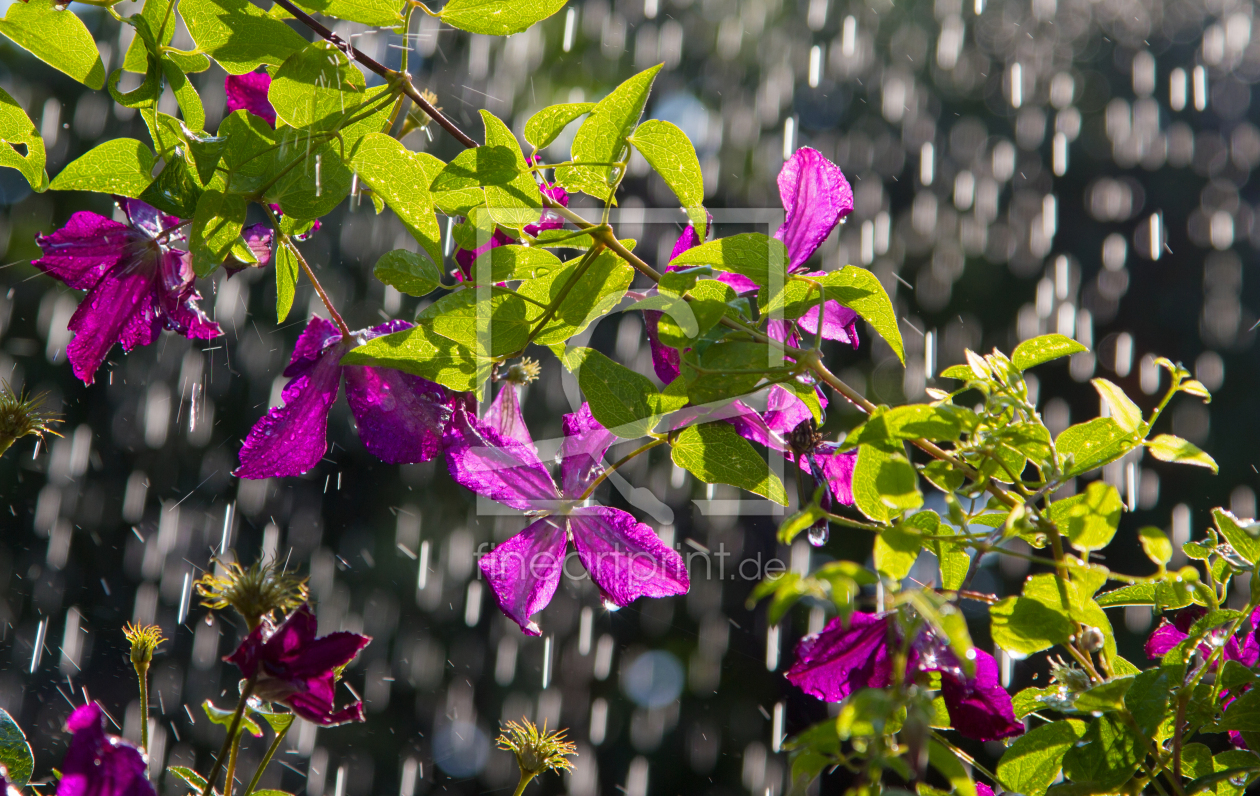 Bild-Nr.: 11546882 Clematis im Regen erstellt von SusaZoom