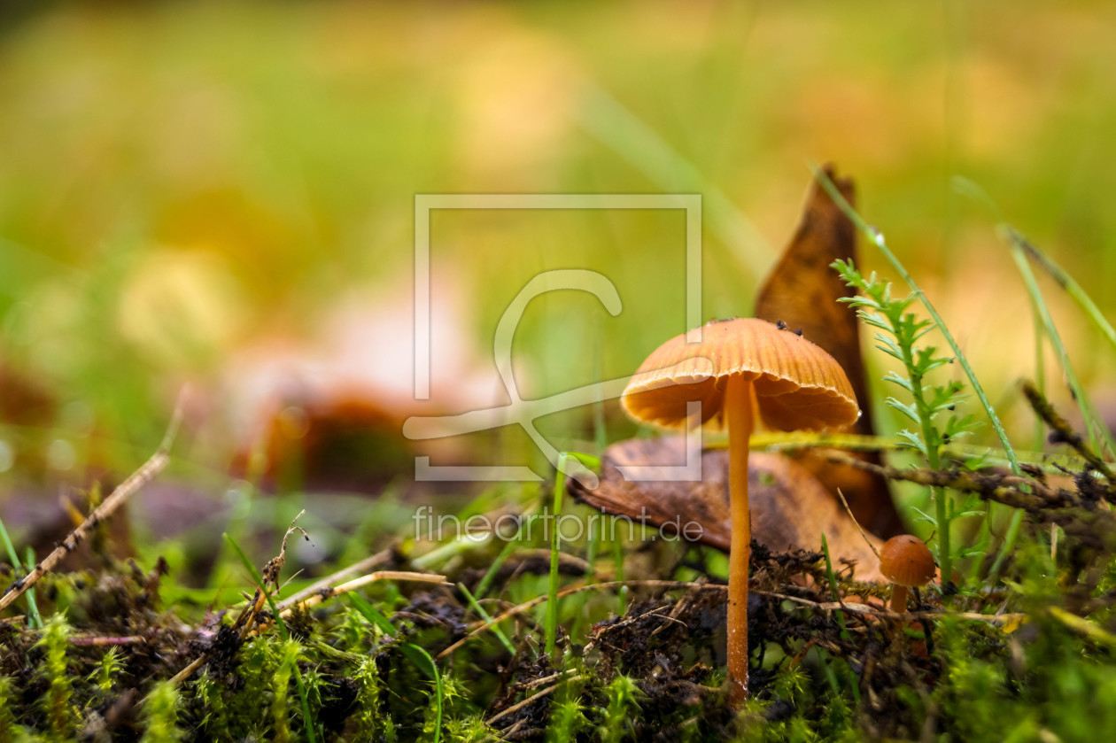 Bild-Nr.: 11547366 Natur und Pilze erstellt von infoBJ