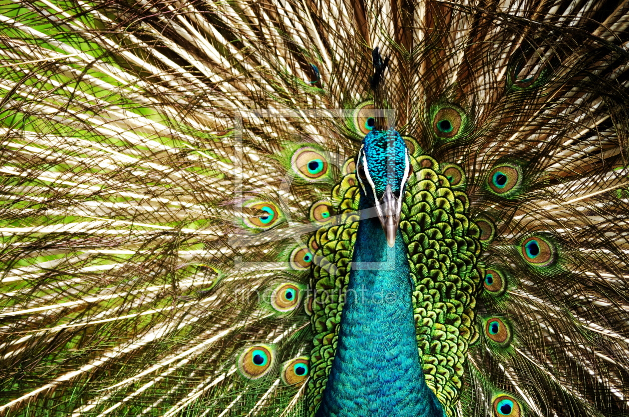 Bild-Nr.: 11547384 Pfau erstellt von Bianca Schumann