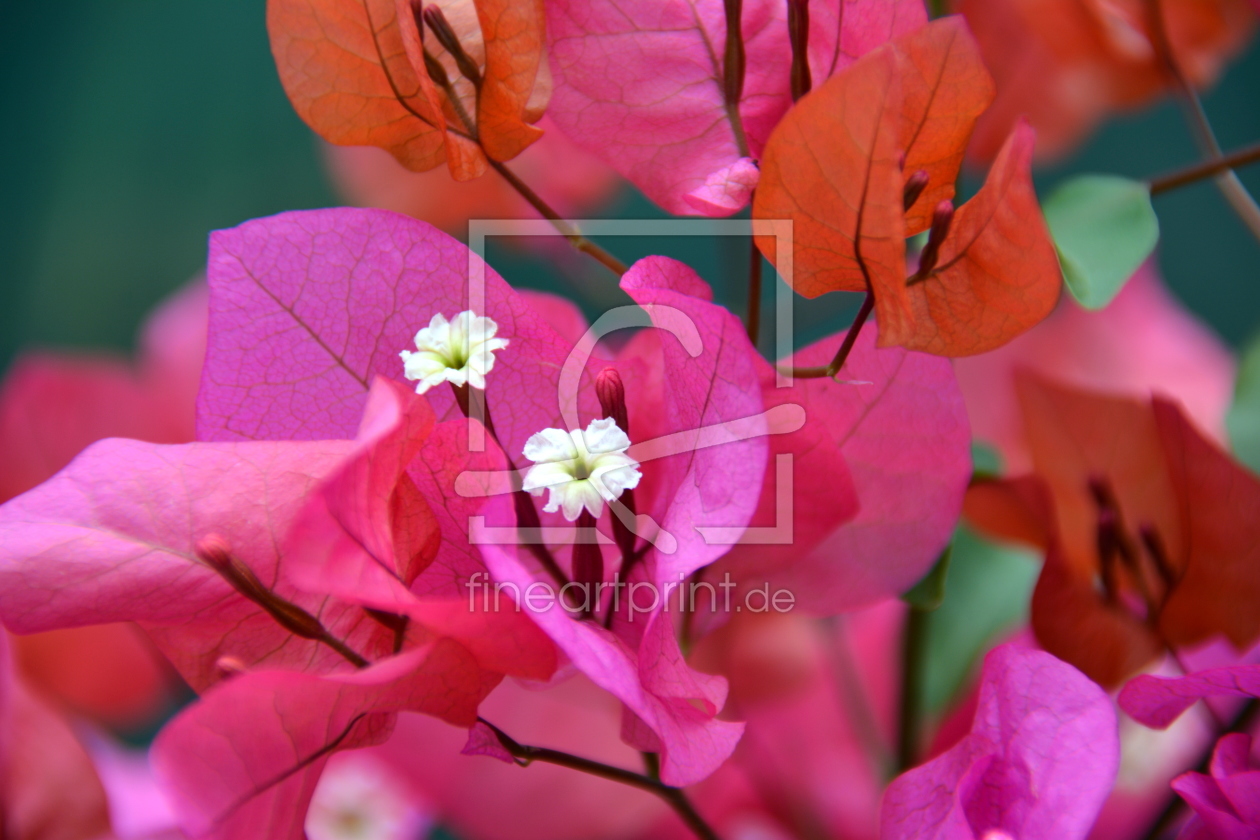 Bild-Nr.: 11547682 BOUGAINVILLEA erstellt von GUGIGEI