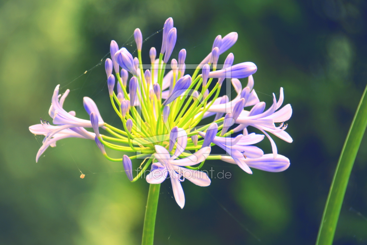 Bild-Nr.: 11547686 Agapanthus erstellt von GUGIGEI