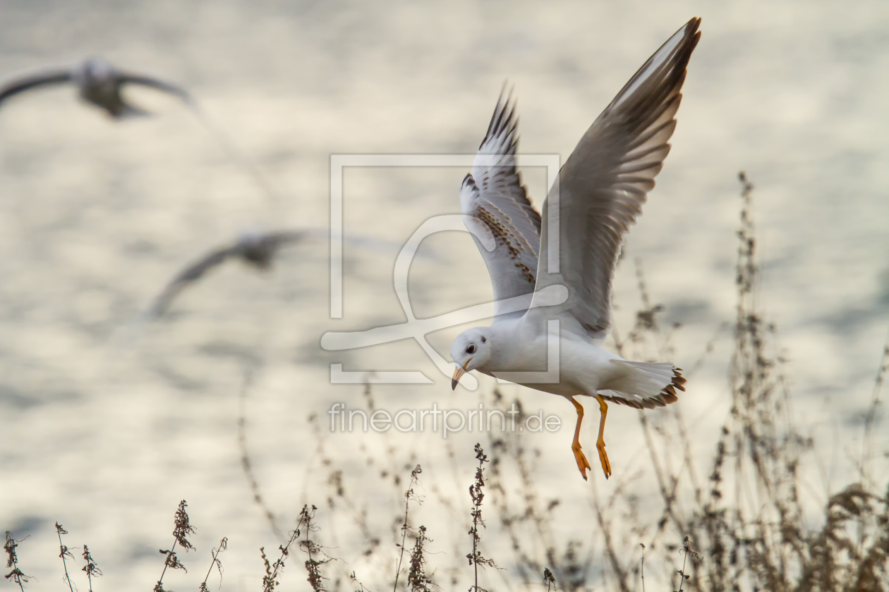 Bild-Nr.: 11547878 Black-head gull in flight erstellt von NZ-Photography