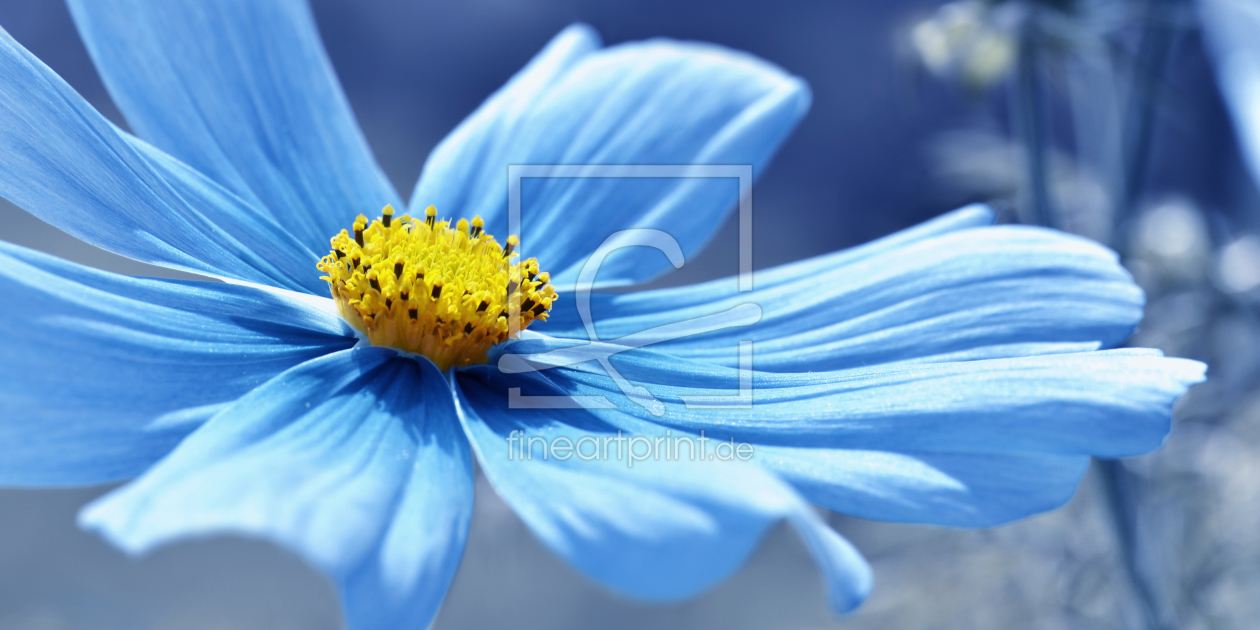 Bild-Nr.: 11548412 Cosmea erstellt von Atteloi