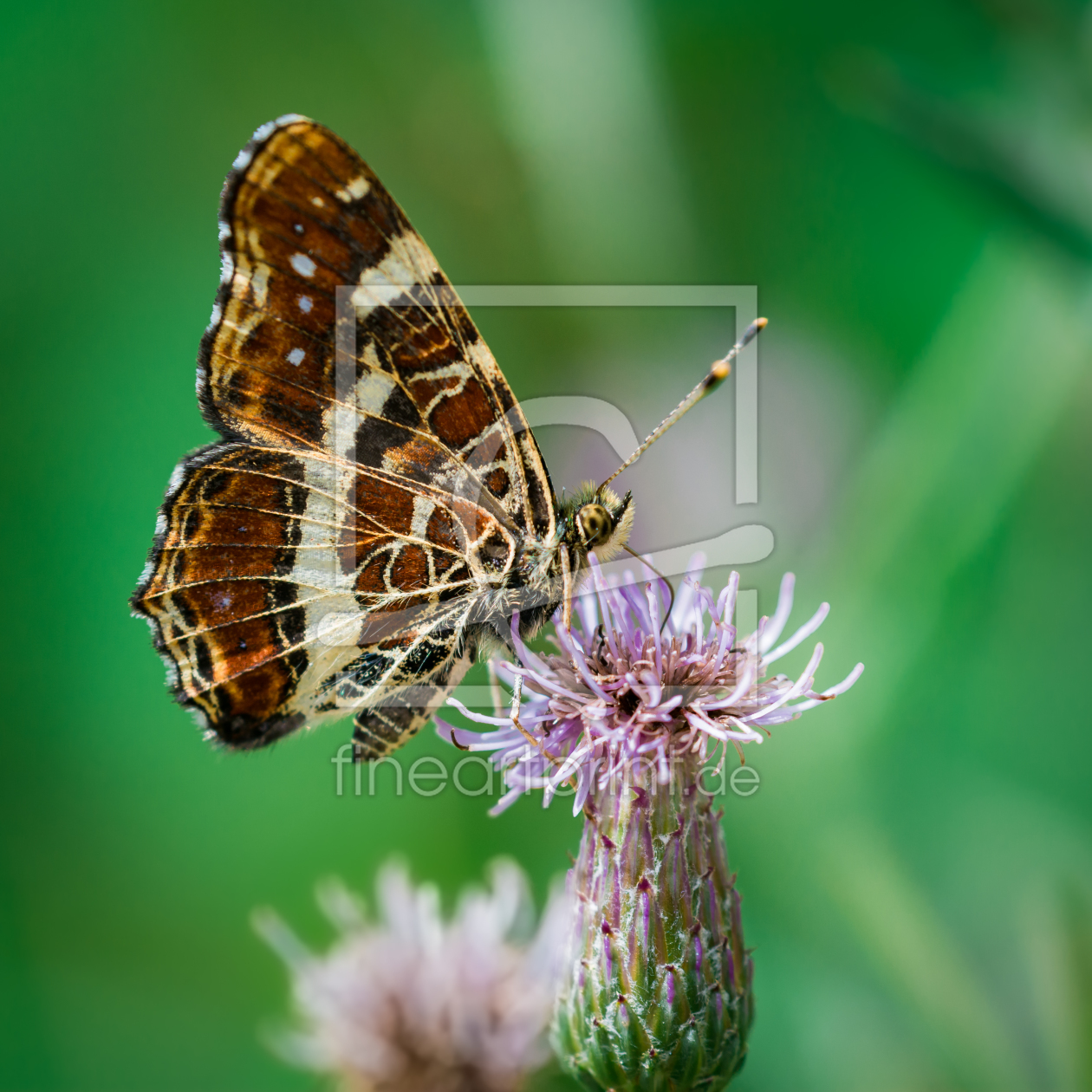 Bild-Nr.: 11548492 Landkärtchen Araschnia levan erstellt von Richard-Young