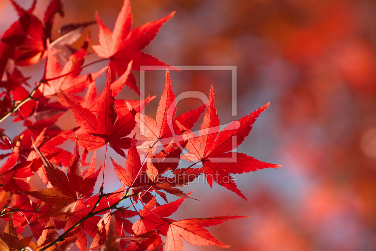 Bild-Nr.: 11548956 Herbstlaub erstellt von AHornung