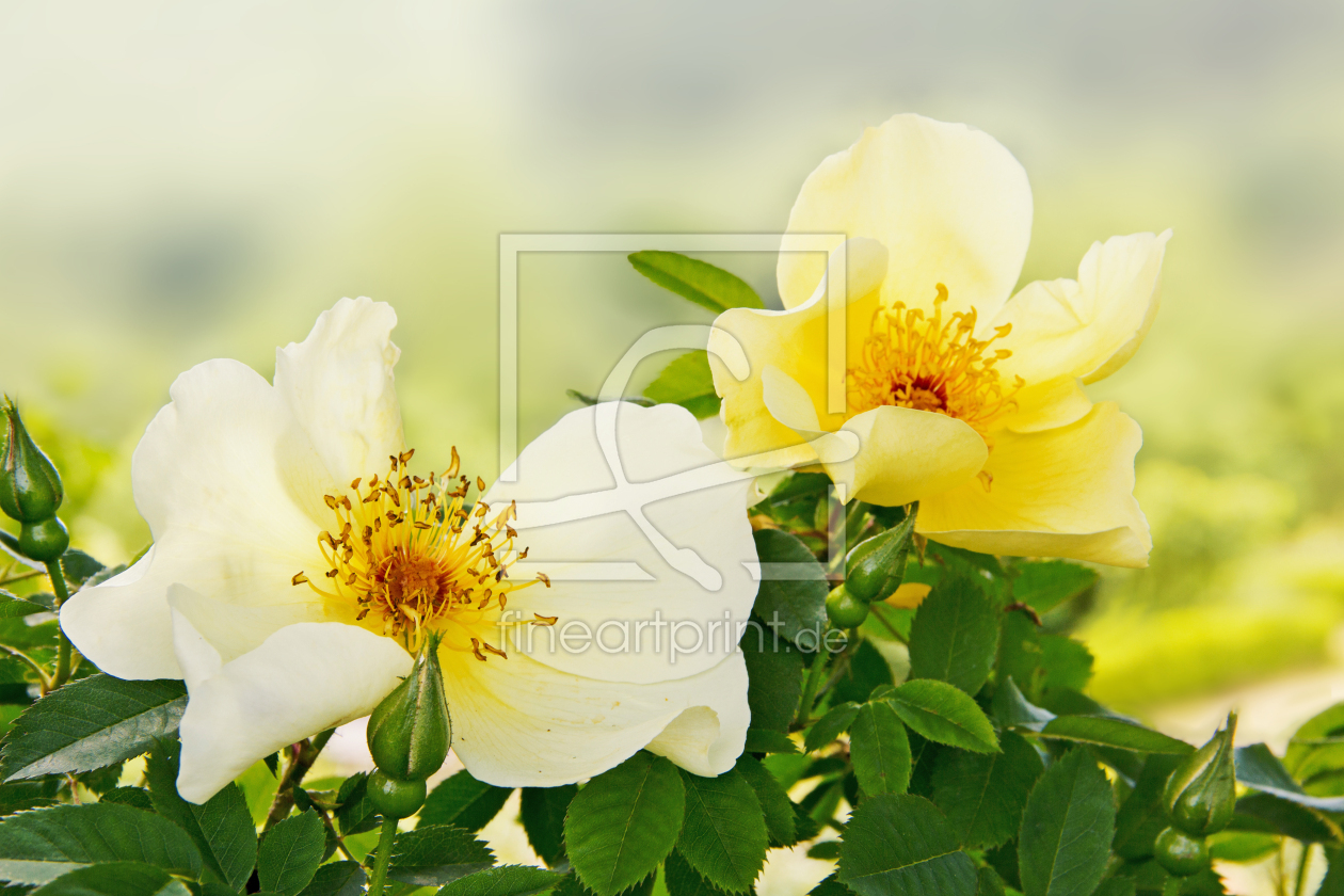 Bild-Nr.: 11549160 gelbe Heckenrose erstellt von SusaZoom