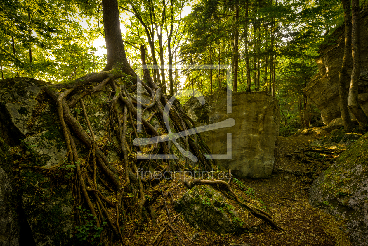 Bild-Nr.: 11549316 tough tree erstellt von lukashilzensauer