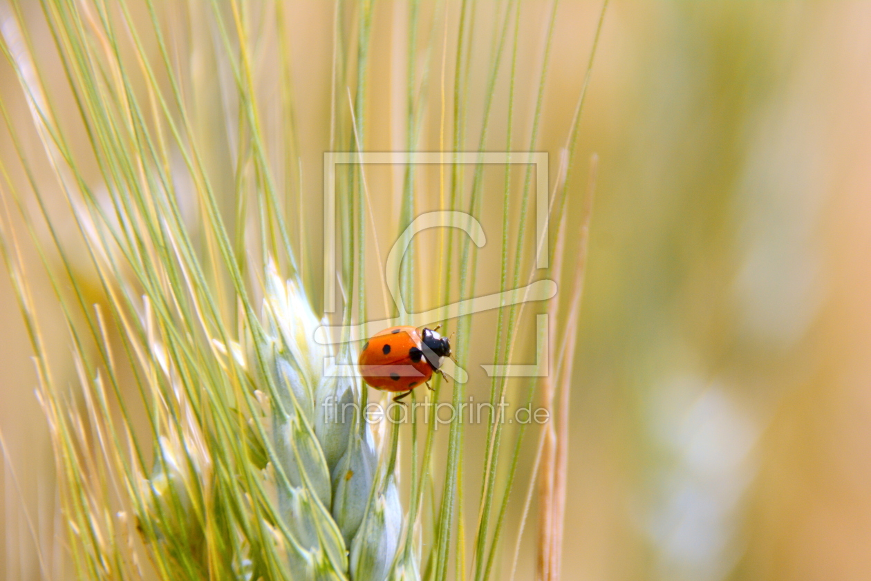 Bild-Nr.: 11549384 Flotter Käfer erstellt von GUGIGEI