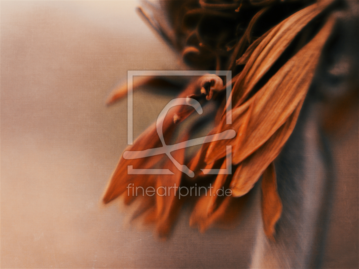 Bild-Nr.: 11549408 GERBERA erstellt von Pixelschmiede