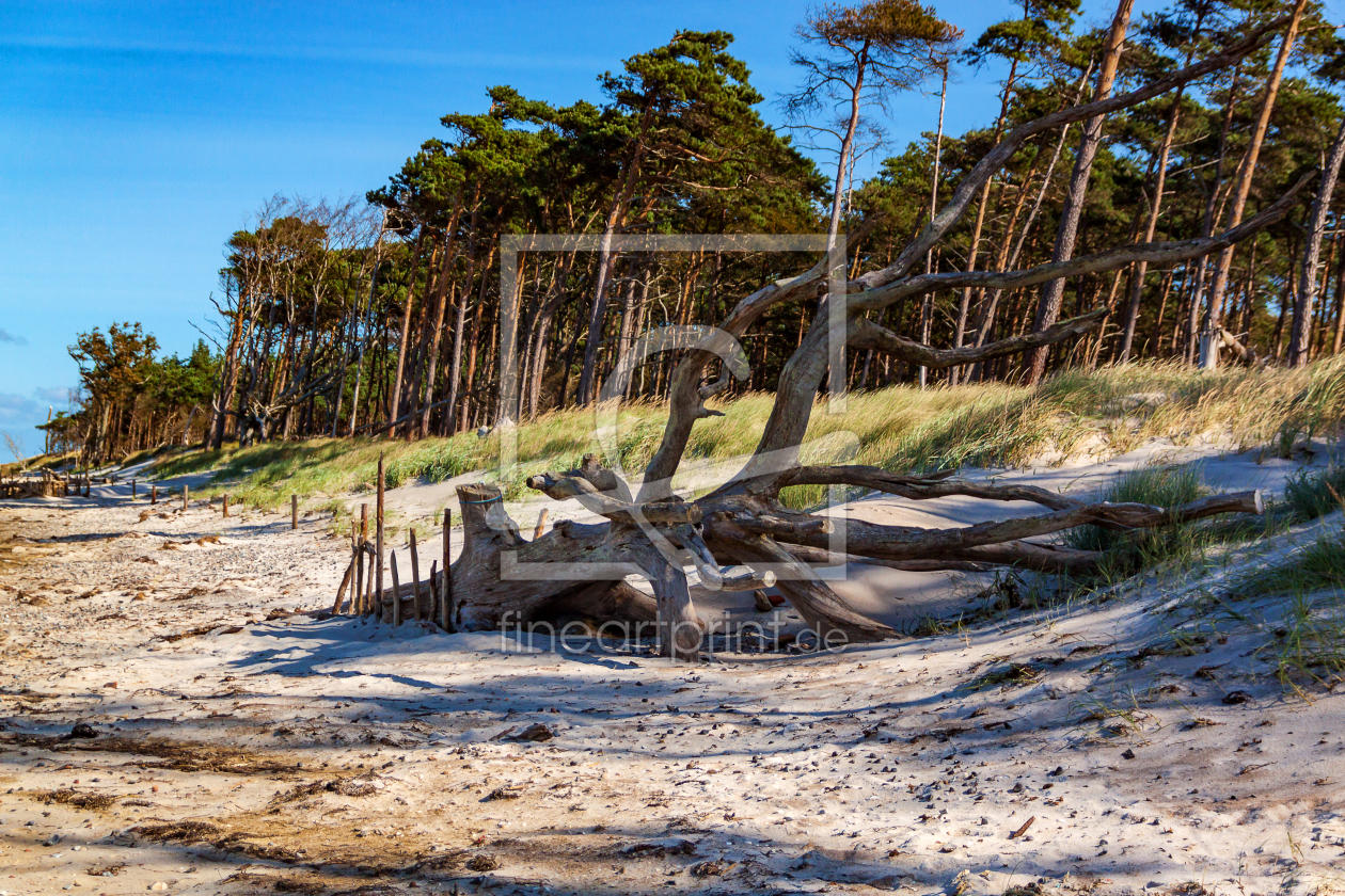 Bild-Nr.: 11549448 Holzkrake erstellt von DD-Photos