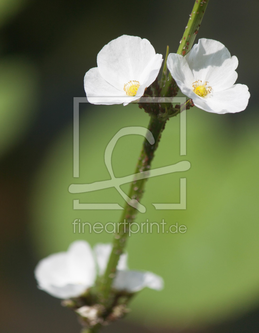 Bild-Nr.: 11549638 Blütenzauber erstellt von GoldeneRose