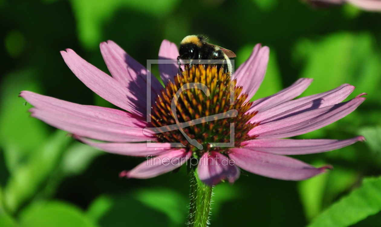 Bild-Nr.: 11550930 Echinacea erstellt von Ikigai