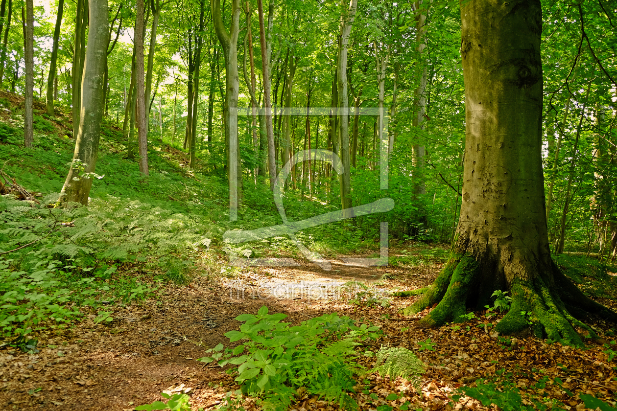 Bild-Nr.: 11551060 Der Laubwald als Sauerstofflunge erstellt von Ostfriese