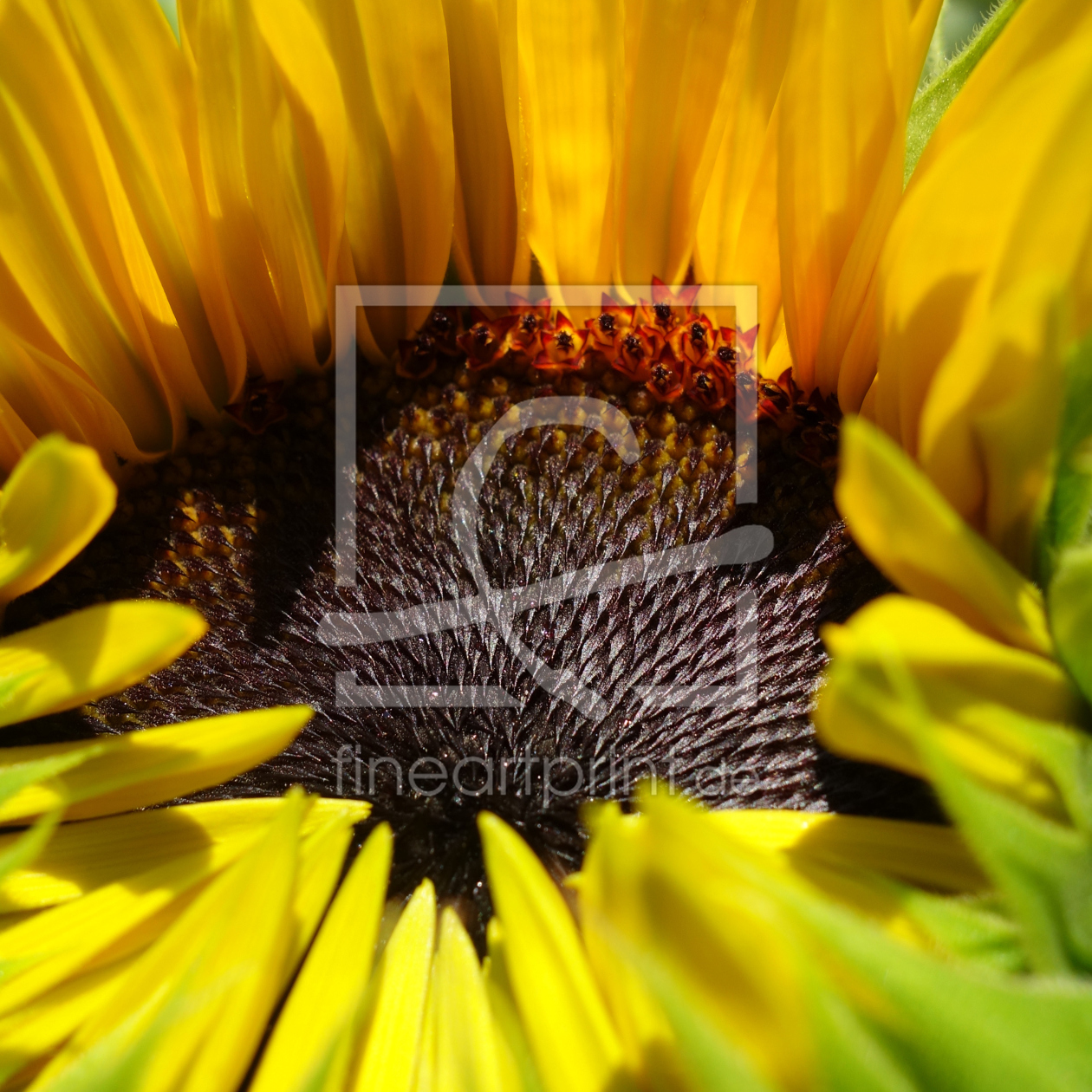Bild-Nr.: 11551080 Sonnenblume erstellt von LiaF