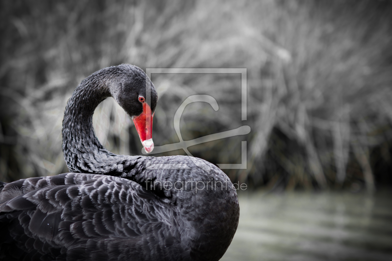 Bild-Nr.: 11551140 black swan erstellt von Richard-Young