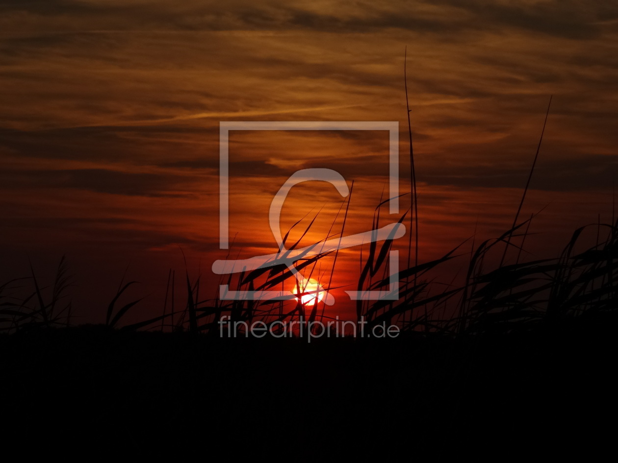 Bild-Nr.: 11551208 Gräser im Sonnenuntergang erstellt von SchmusisPhotoStore