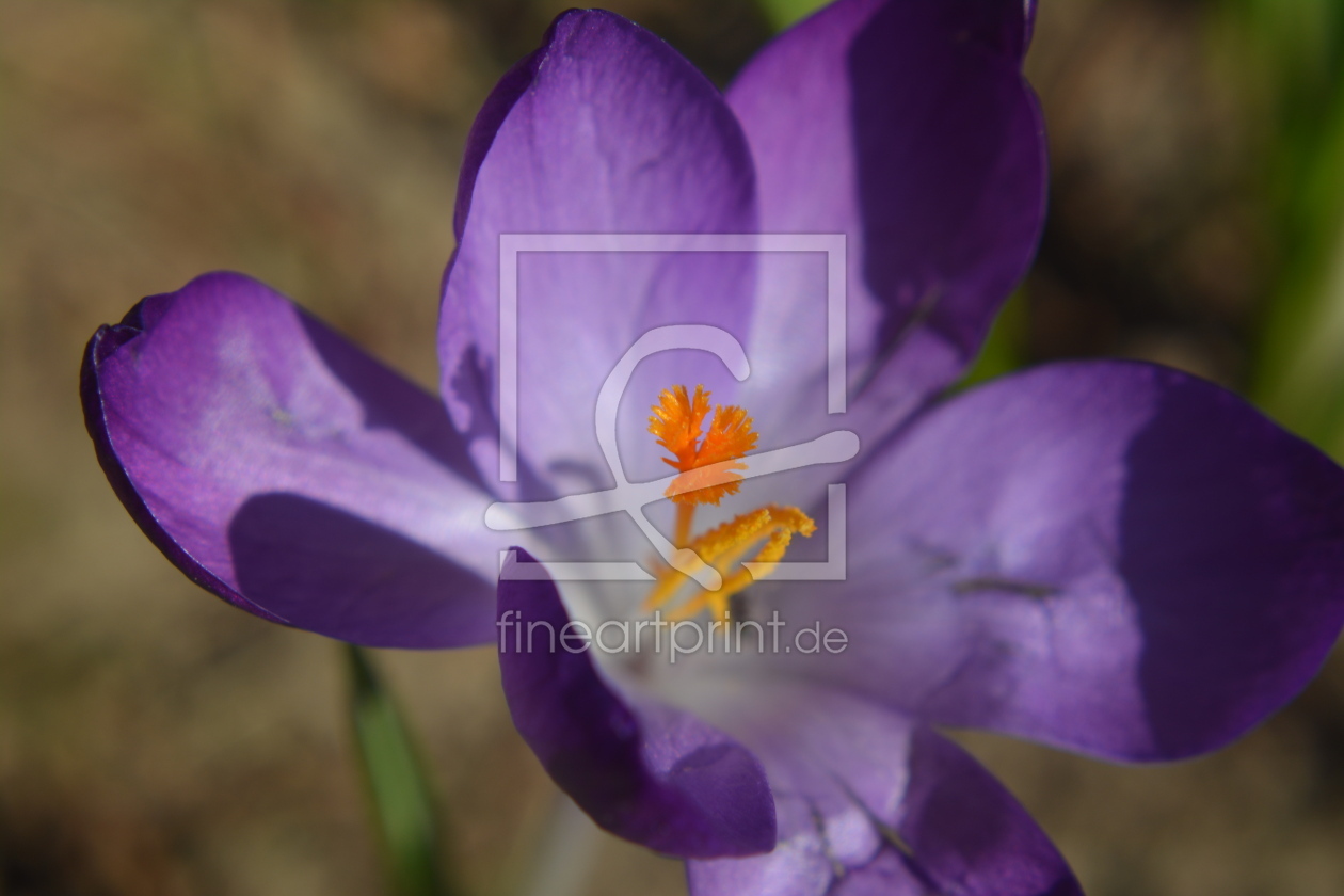 Bild-Nr.: 11551312 Krokus erstellt von Jans-Fotos