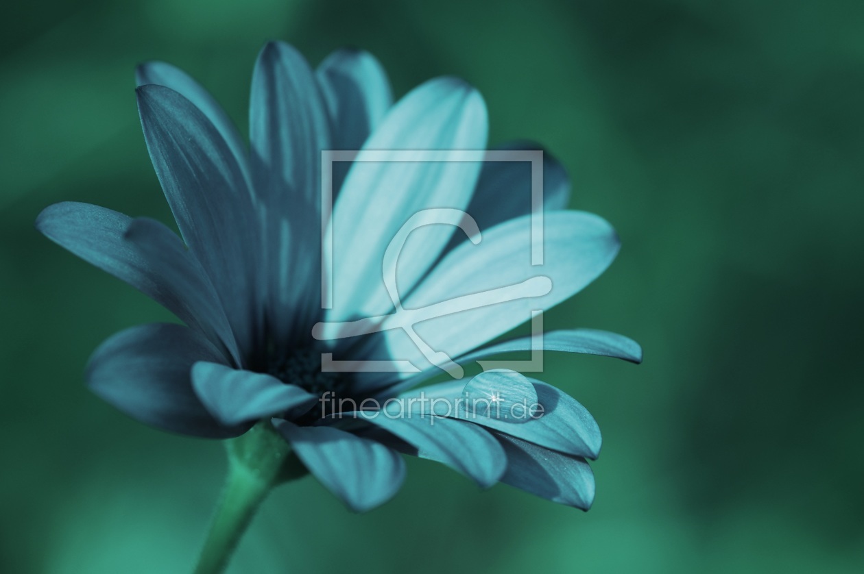 Bild-Nr.: 11551390 Gerbera erstellt von gabii40