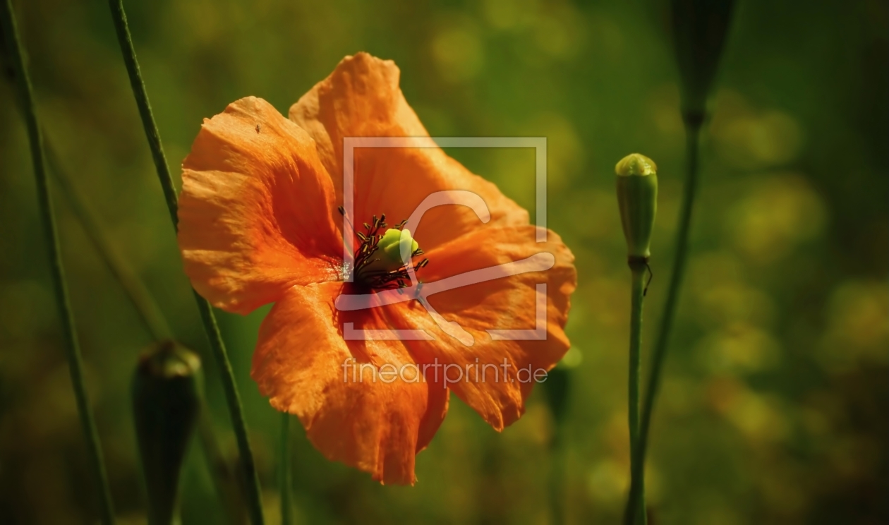 Bild-Nr.: 11552100 Poppy erstellt von youhaveadream
