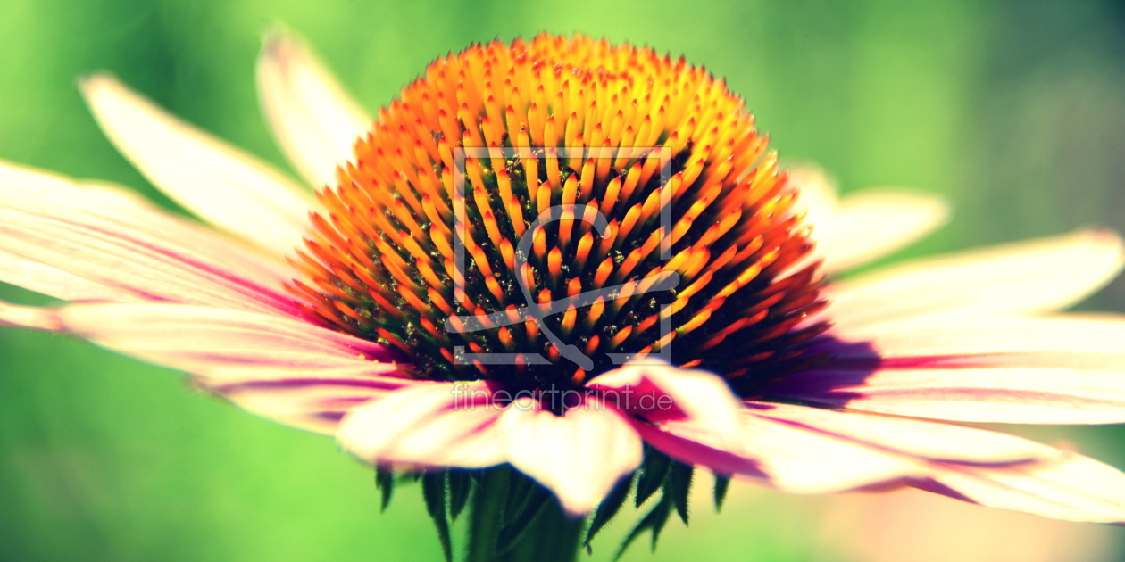 Bild-Nr.: 11552118 Echinacea erstellt von GUGIGEI