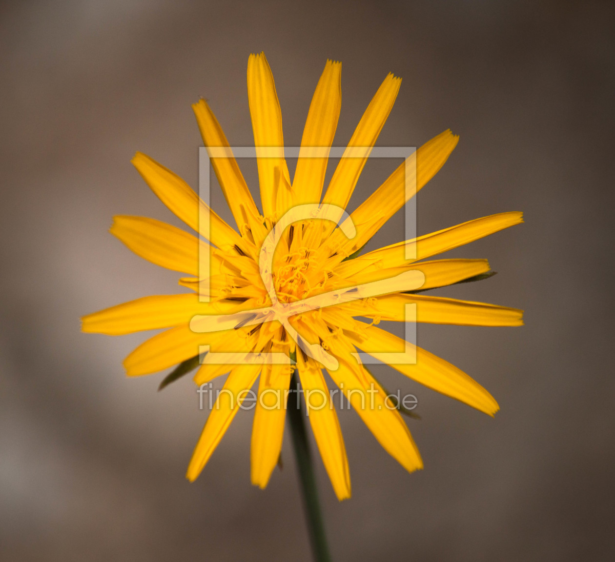 Bild-Nr.: 11552370 Little Sun erstellt von GoldeneRose