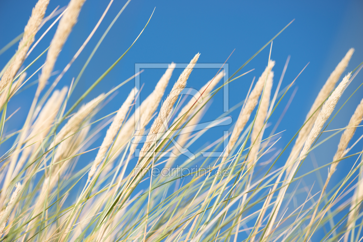 Bild-Nr.: 11553932 Strandhafer im Wind erstellt von Nordbilder