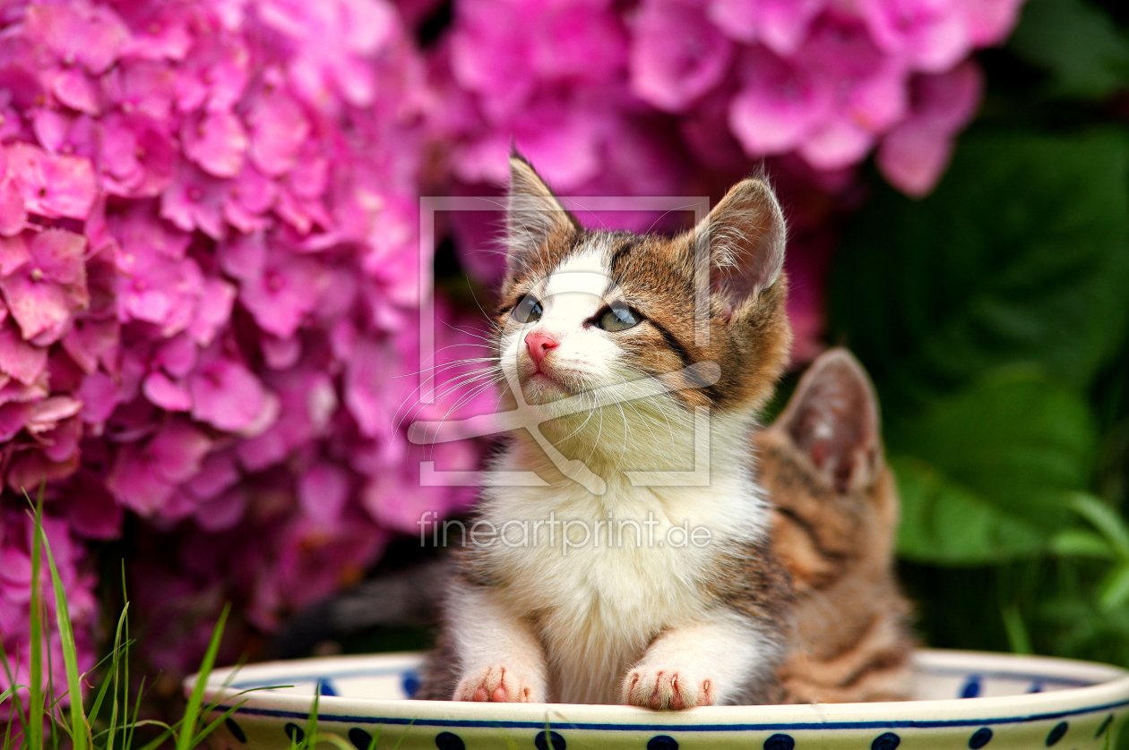 Bild-Nr.: 11554056 Katzen in der Suppenschüssel erstellt von Tanja Riedel