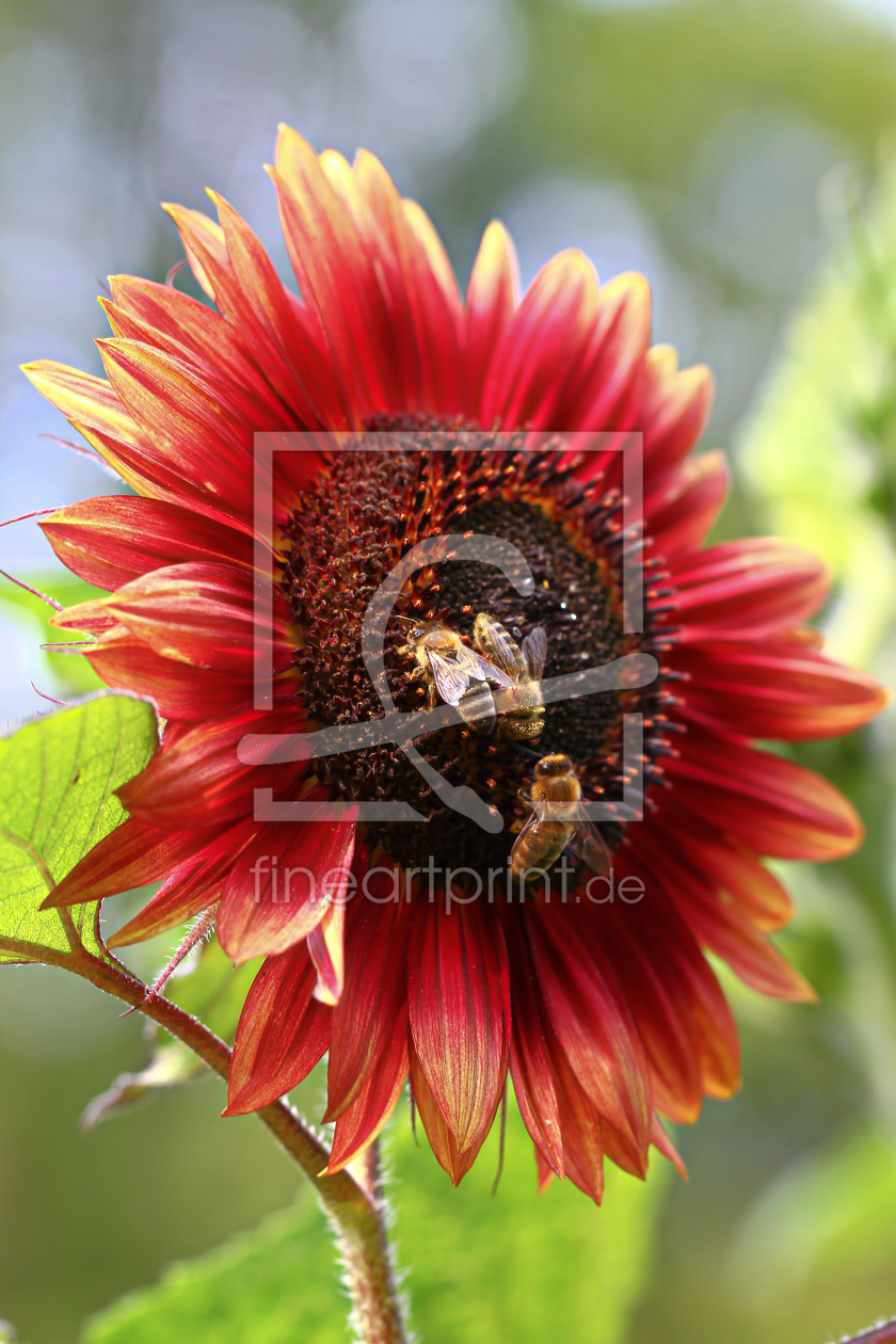 Bild-Nr.: 11554233 Die rote Sonne erstellt von falconer59