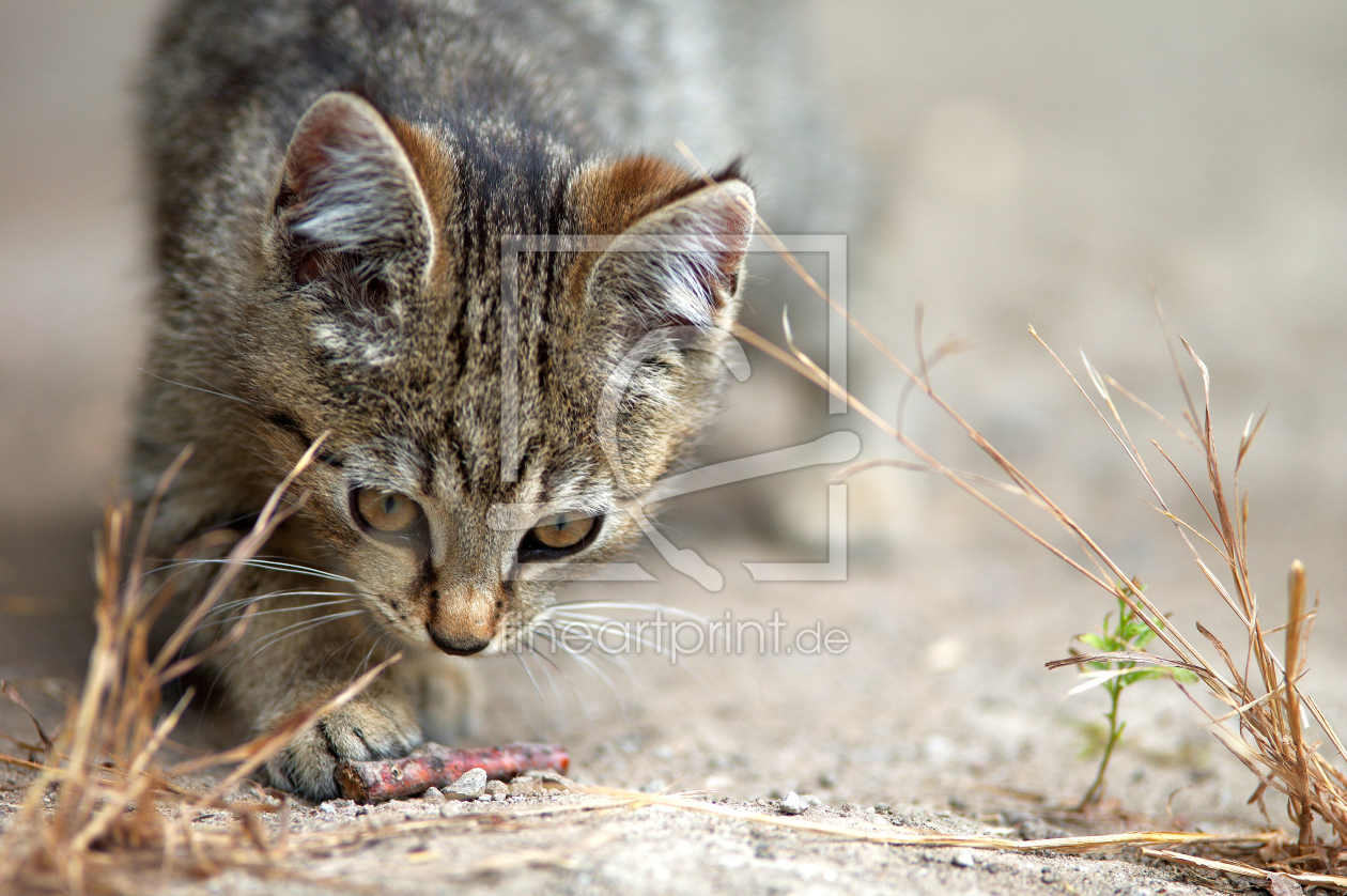 Bild-Nr.: 11554438 Katzenkind erstellt von Tanja Riedel