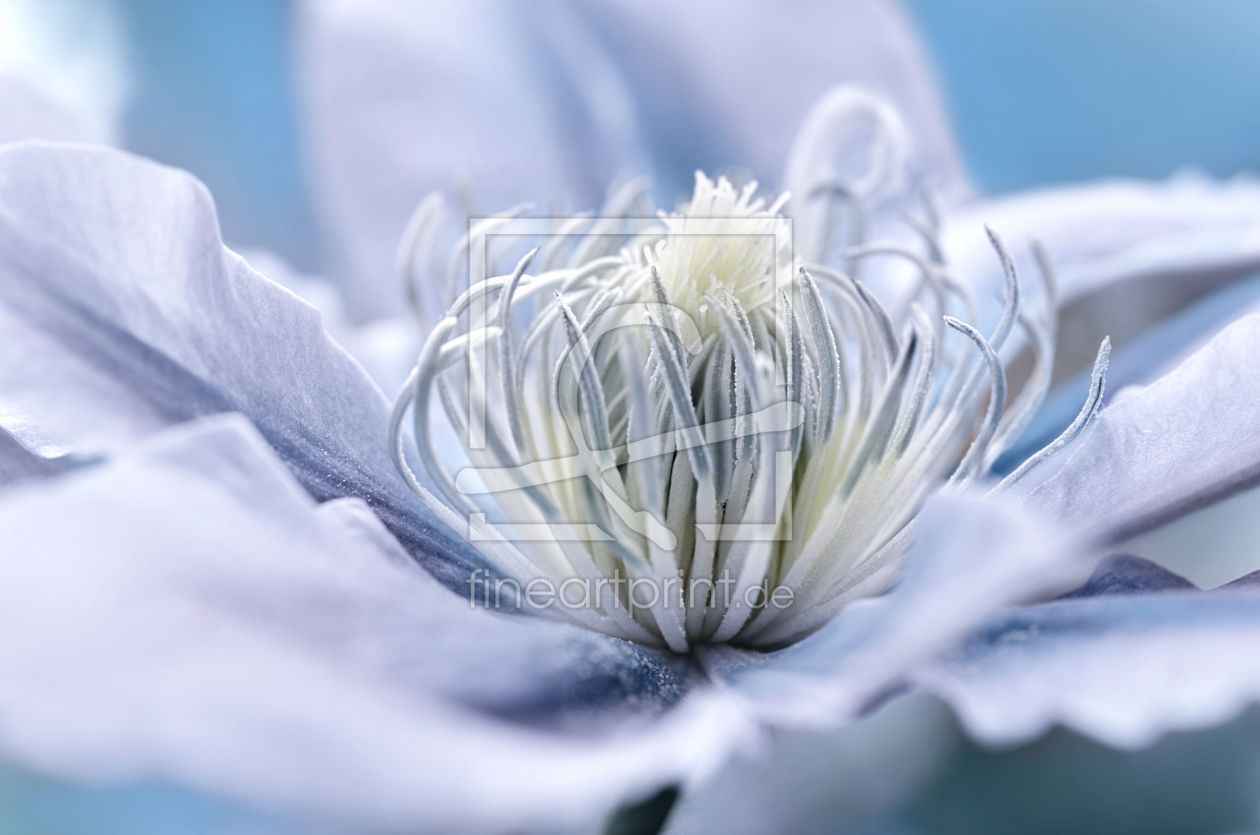 Bild-Nr.: 11554852 Clematis erstellt von Atteloi