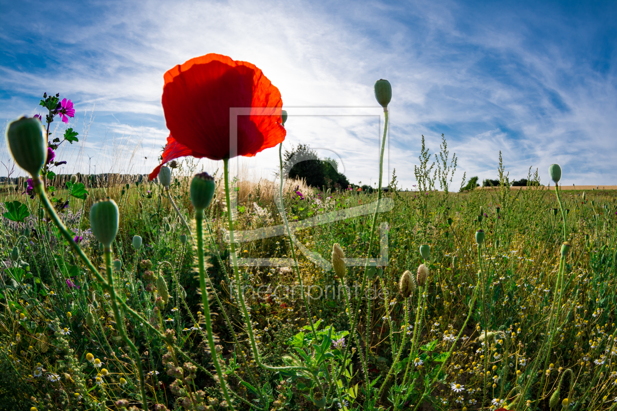 Bild-Nr.: 11554876 Mohn & Co. erstellt von Richard-Young