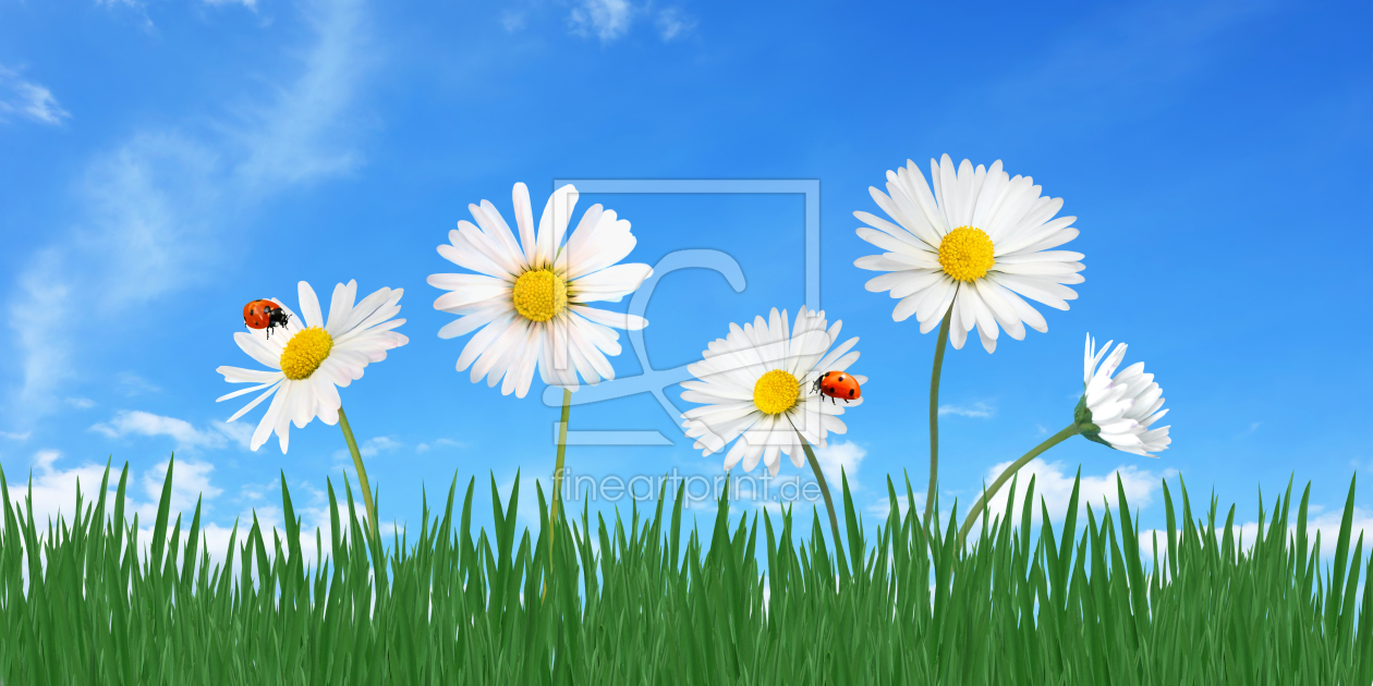 Bild-Nr.: 11555026 Gänseblümchen mit Marienkäfer erstellt von Darlya