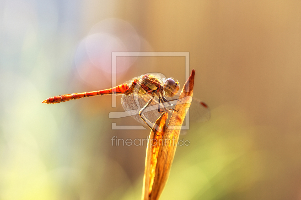 Bild-Nr.: 11555094 Heidelibelle Bild-Nr.: 11555094 Heidelibelle erstellt von Thomas Herzog