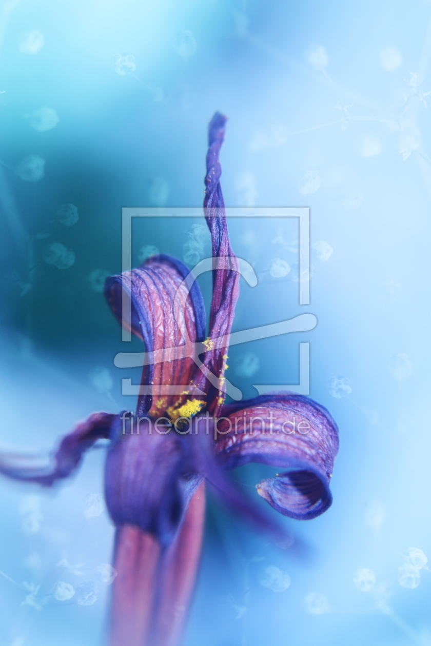 Bild-Nr.: 11555592 withered lily in blue erstellt von Christine Bässler