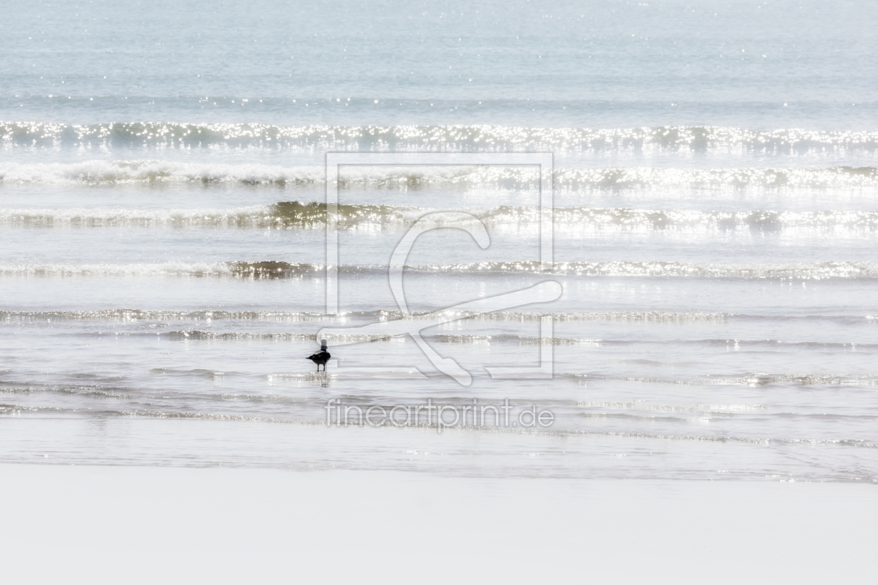 Bild-Nr.: 11555836 Die Möve und das Meer. erstellt von sarosa