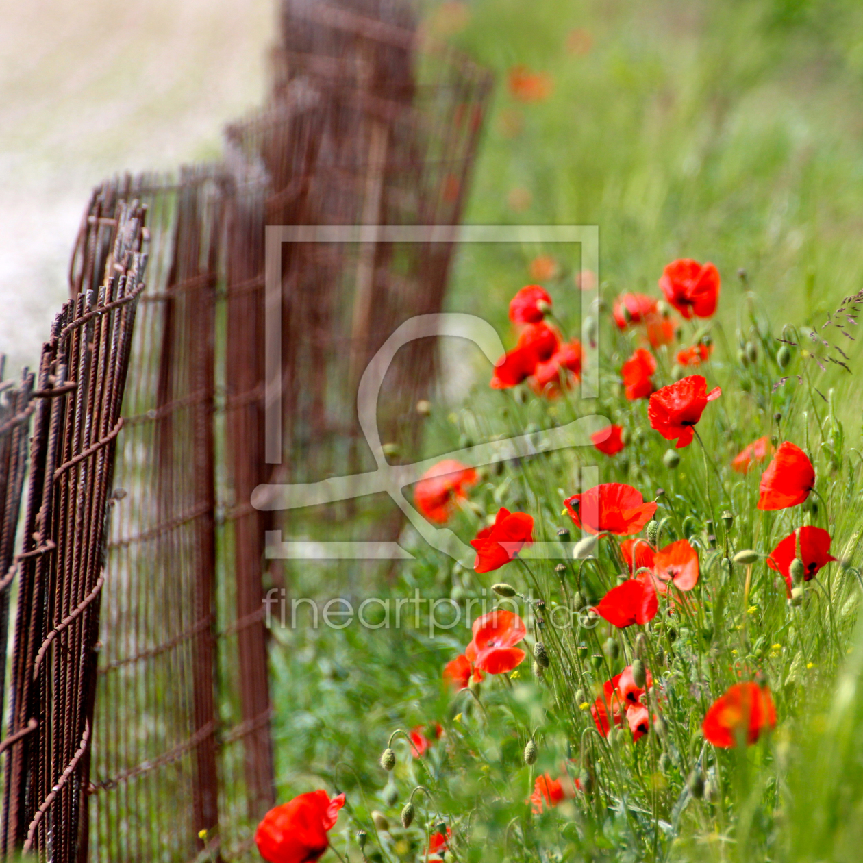 Bild-Nr.: 11556012 Klatschmohn erstellt von NaturalMoments