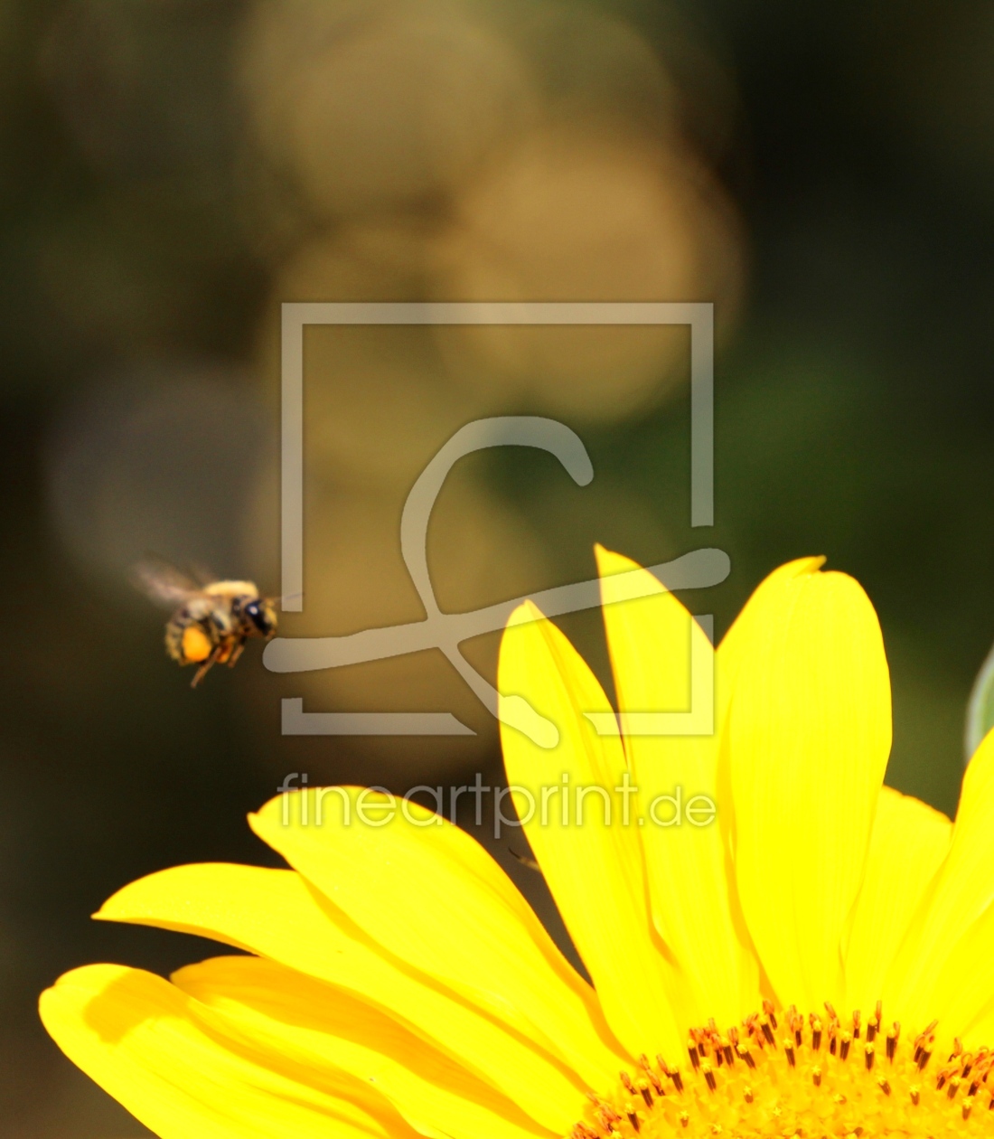 Bild-Nr.: 11556014 Biene im Anflug erstellt von NaturalMoments