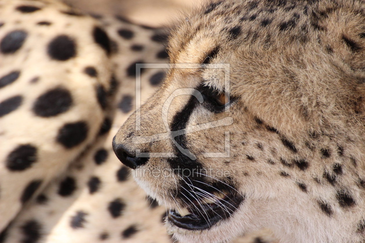 Bild-Nr.: 11556016 Gepard erstellt von NaturalMoments