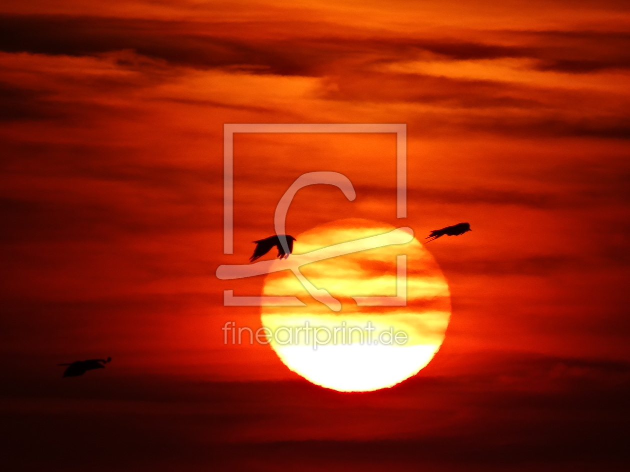 Bild-Nr.: 11556076 Vögel im Sonnenuntergang erstellt von SchmusisPhotoStore
