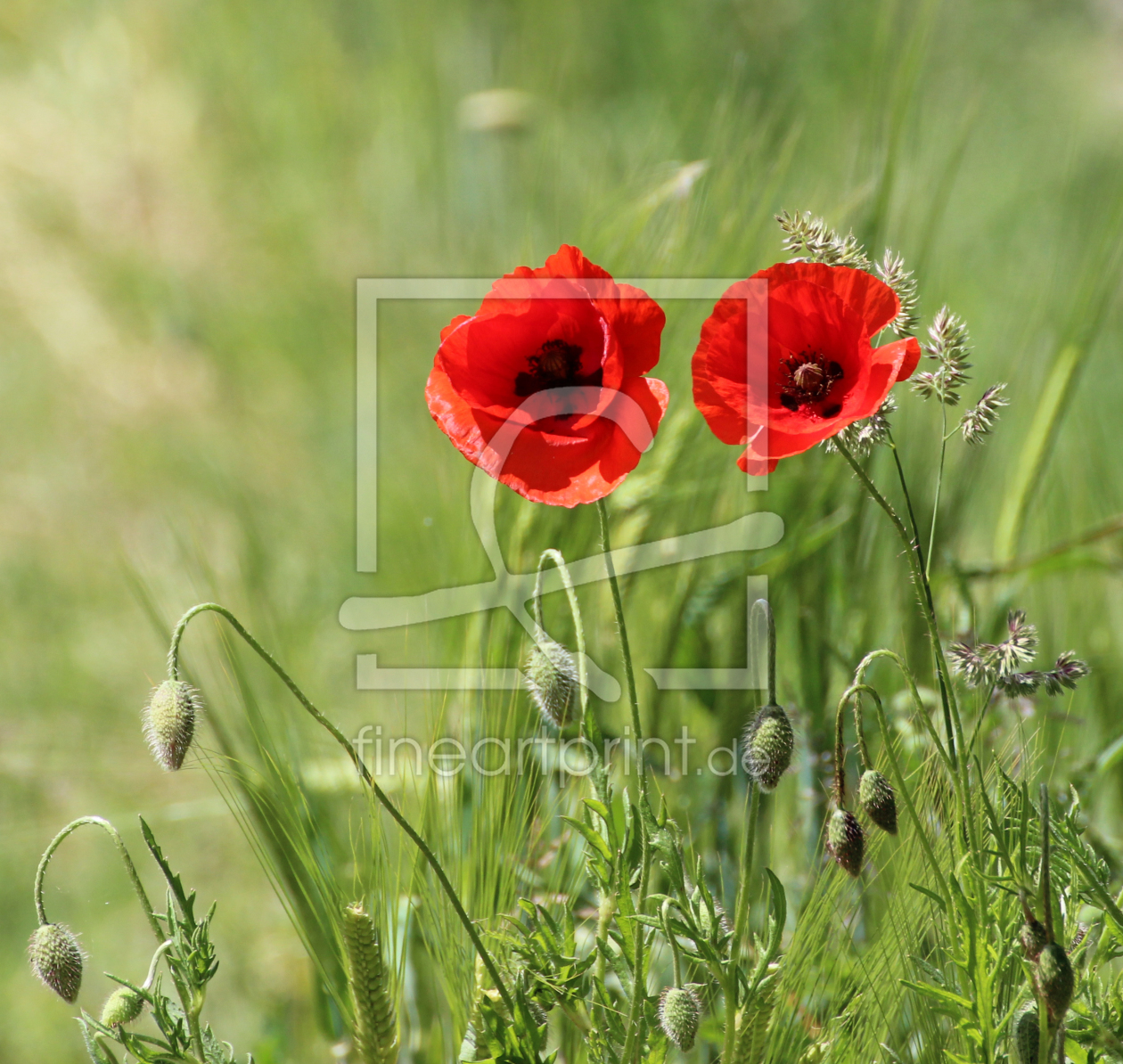 Bild-Nr.: 11557055 Klatsch-Mohn erstellt von NaturalMoments