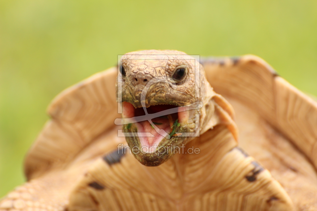 Bild-Nr.: 11557069 Schildkröte im Liebesrausch erstellt von NaturalMoments