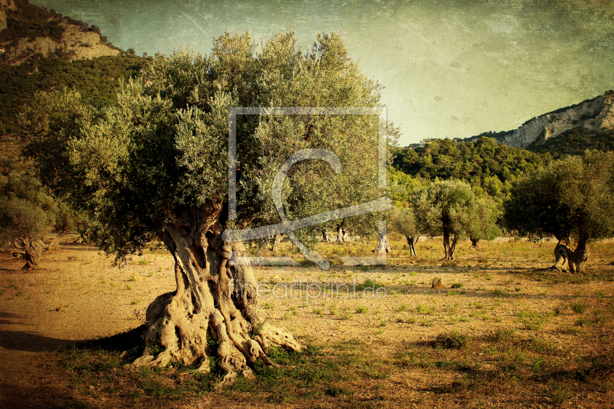 Bild-Nr.: 11557564 Der Olivenbaum erstellt von yammay