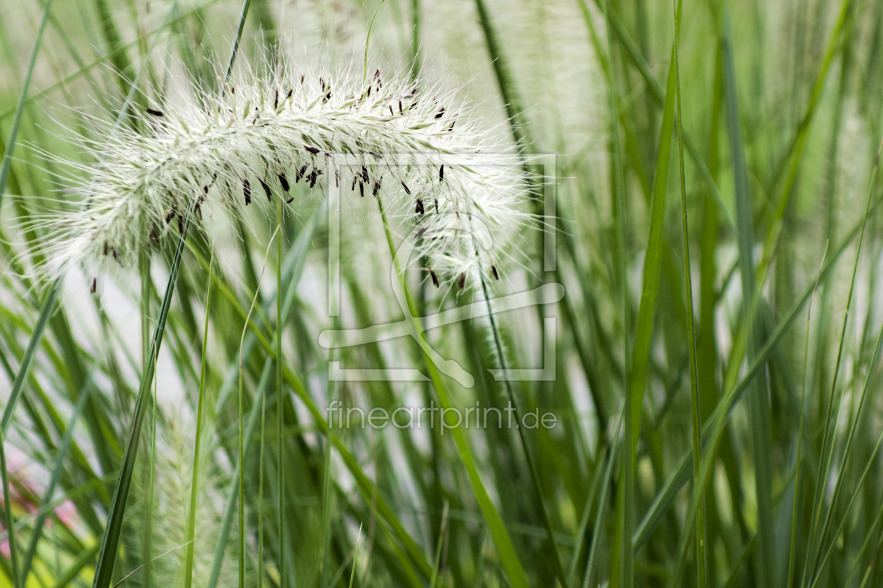 Bild-Nr.: 11557648 Blühendes Gras, stark geneigt erstellt von isitasitis